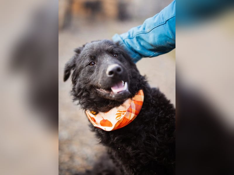 Kroat.Schäfi-Mix RUBIN❤️wer schenkt diesem Musterschüler ein Zuhause?