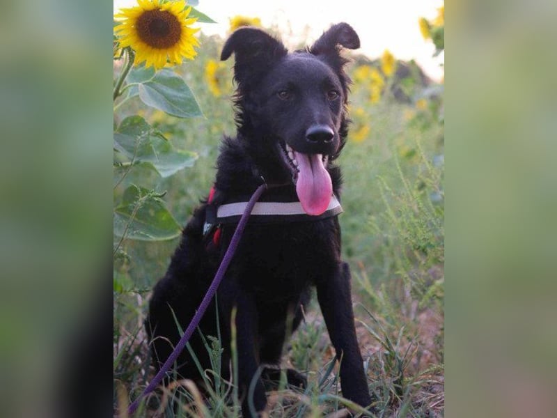 Kroat.Schäfi-Mix ODDIE mit Charme+Power