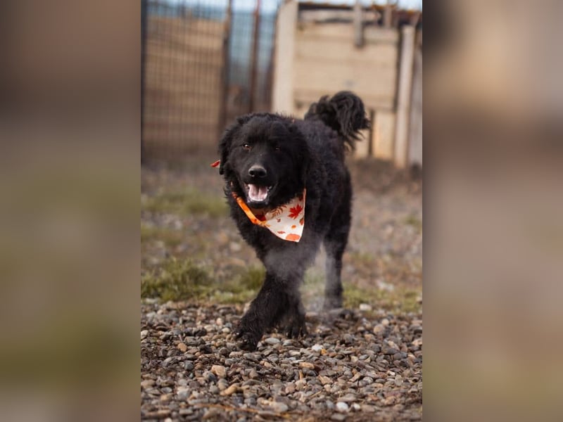 Kroat.Schäfi-Mix RUBIN❤️wer schenkt diesem Musterschüler ein Zuhause?