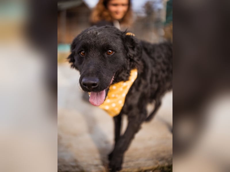 Missy ❤️ lebhafte, so treue Mix-Dame!