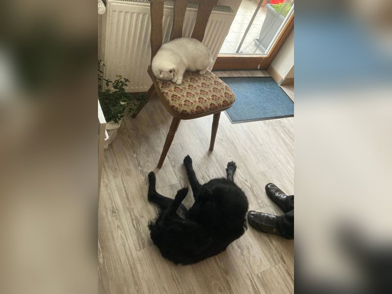 liebenswerte ASYA❤️wartet bereits in 36179 Bebra