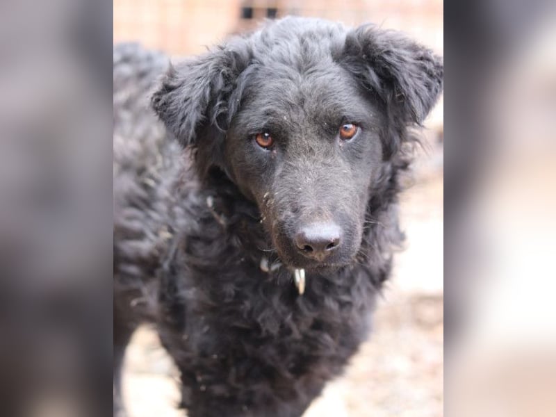 Missy ❤️ lebhafte, so treue Mix-Dame!