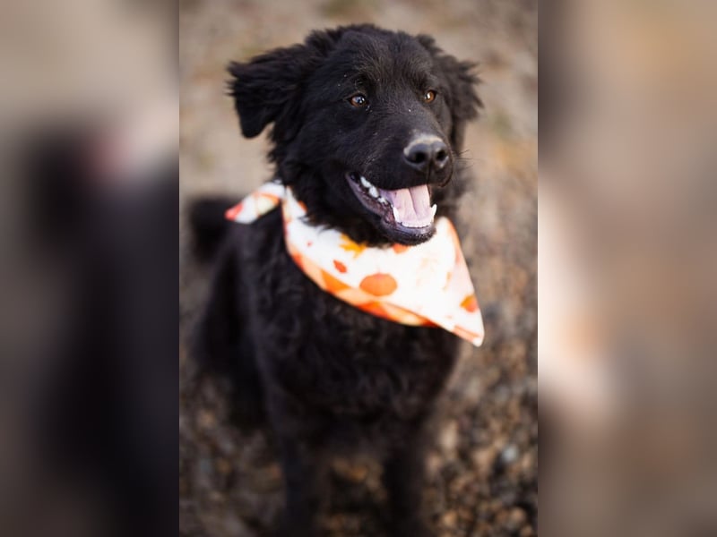 Kroat.Schäfi-Mix RUBIN❤️wer schenkt diesem Musterschüler ein Zuhause?