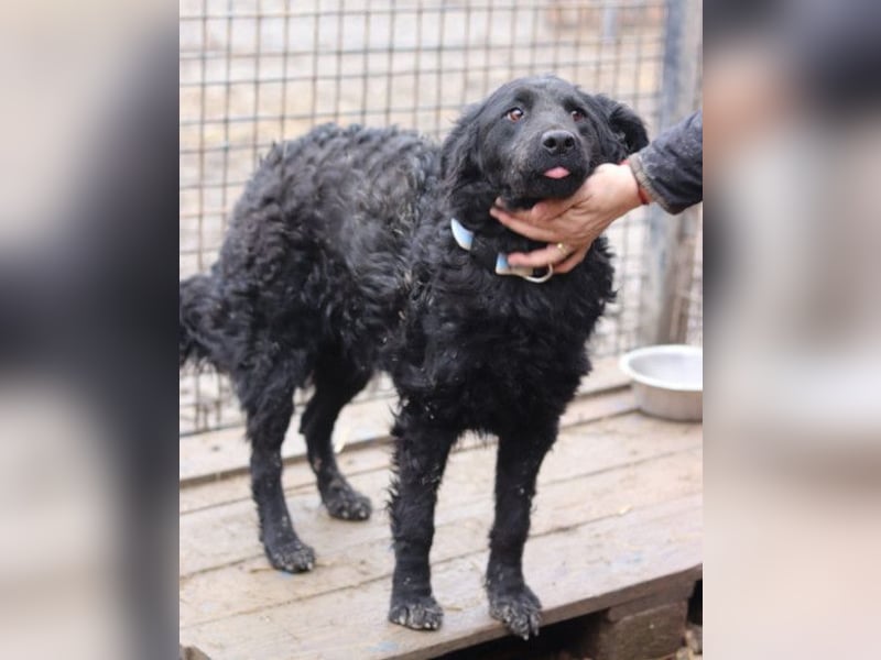 Missy ❤️ lebhafte, so treue Mix-Dame!