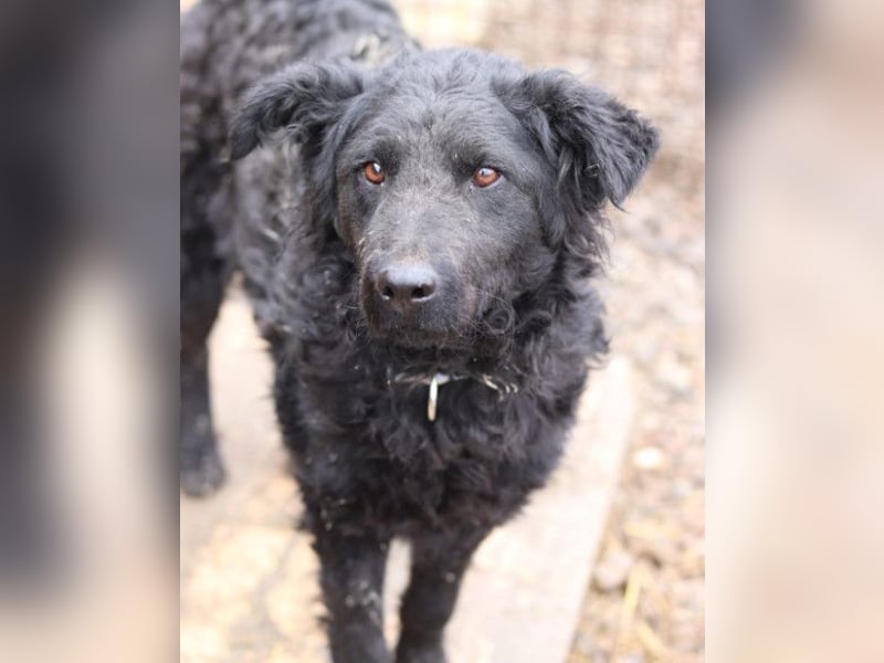 Missy ❤️ lebhafte, so treue Mix-Dame!