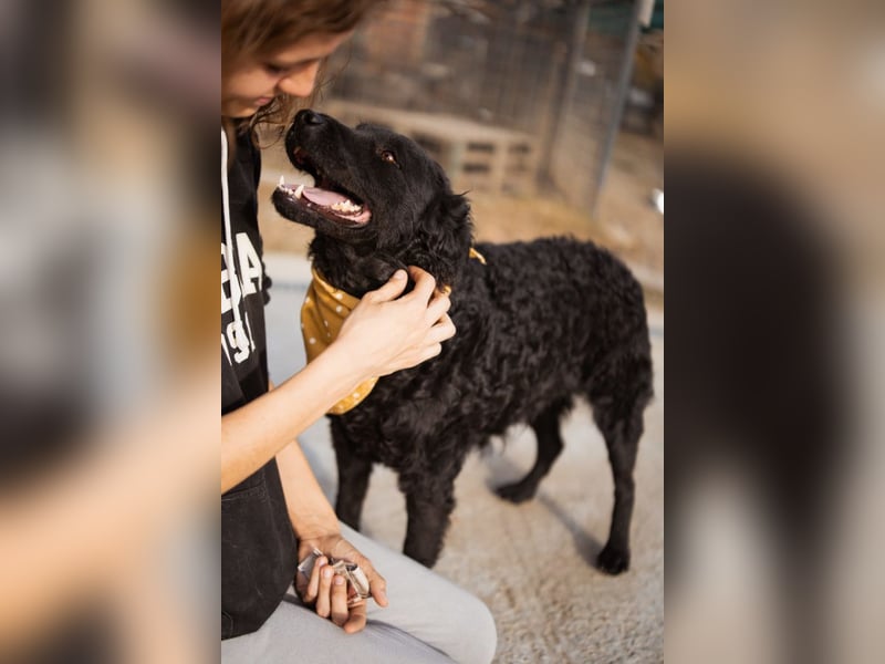 Missy ❤️ lebhafte, so treue Mix-Dame!