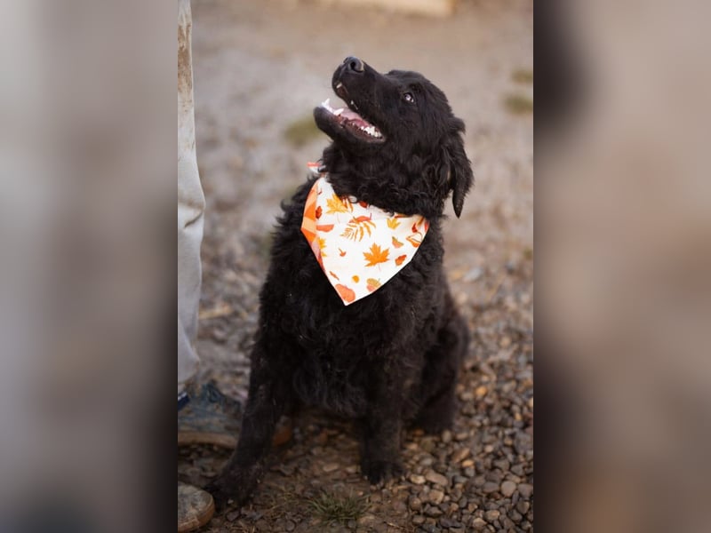 Kroat.Schäfi-Mix RUBIN❤️wer schenkt diesem Musterschüler ein Zuhause?