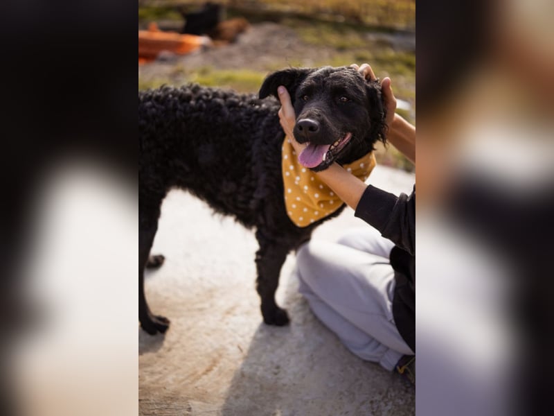 Missy ❤️ lebhafte, so treue Mix-Dame!