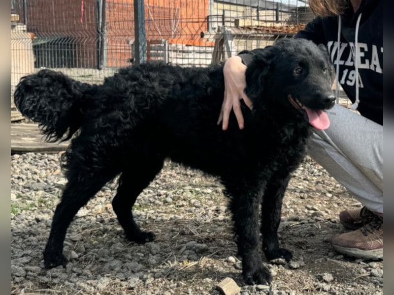 Missy ❤️ lebhafte, so treue Mix-Dame!