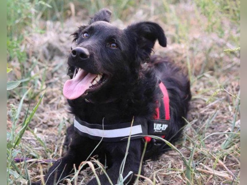 Kroatischer Schäfi-Mix ♥ ODDIE ♥ mit Charme + Liebe + Power