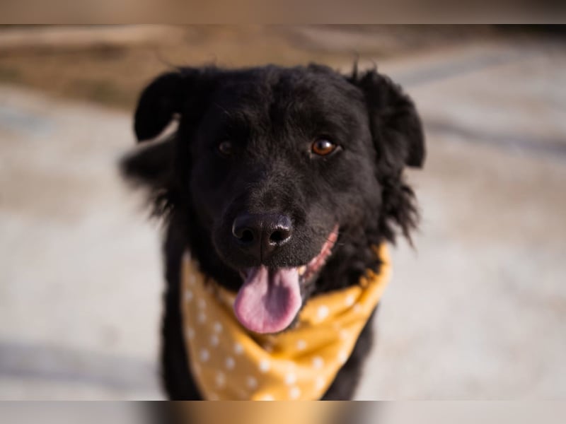 Missy ❤️ lebhafte, so treue Mix-Dame!