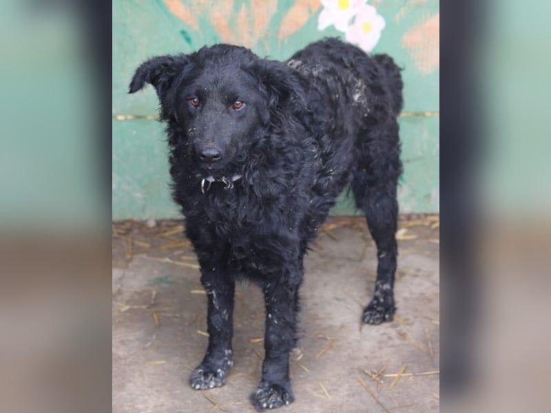 Missy ❤️ lebhafte, so treue Mix-Dame!