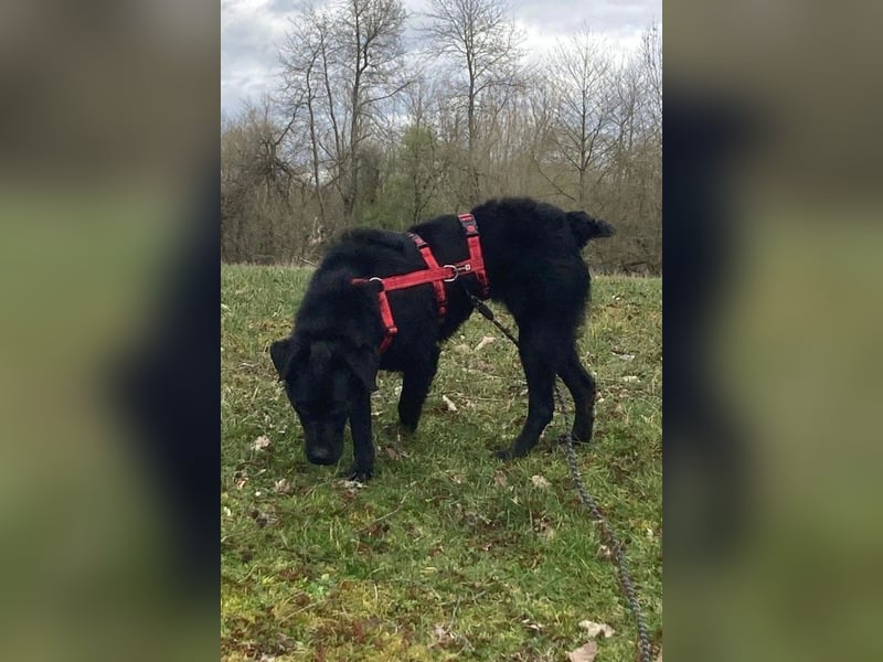 liebenswerte ASYA❤️wartet bereits in 36179 Bebra