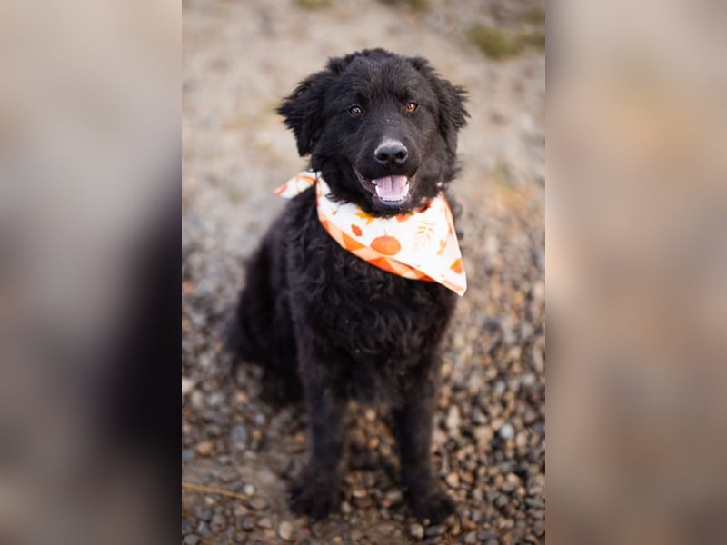 Kroat.Schäfi-Mix RUBIN❤️wer schenkt diesem Musterschüler ein Zuhause?