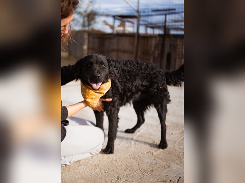 Missy ❤️ lebhafte, so treue Mix-Dame!