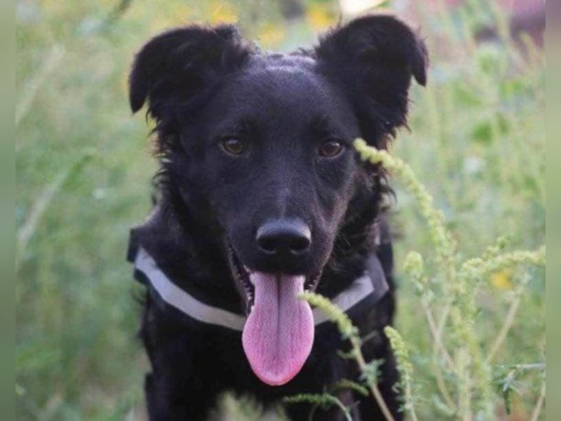 Kroat.Schäfi-Mix ♥ ODDIE ♥ mit Charme & Power