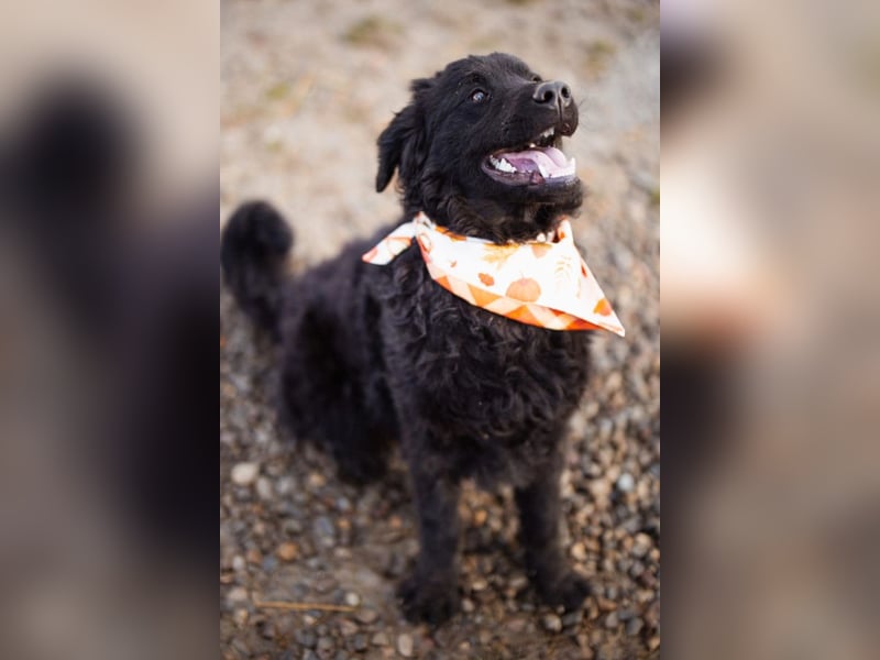 Kroat.Schäfi-Mix RUBIN❤️wer schenkt diesem Musterschüler ein Zuhause?