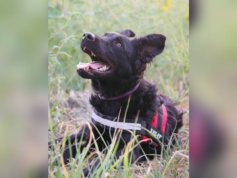 Kroat.Schäfi-Mix ODDIE mit Charme+Power