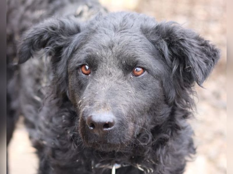 Missy ❤️ lebhafte, so treue Mix-Dame!