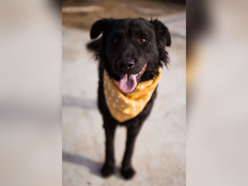 Missy ❤️ lebhafte, so treue Mix-Dame!