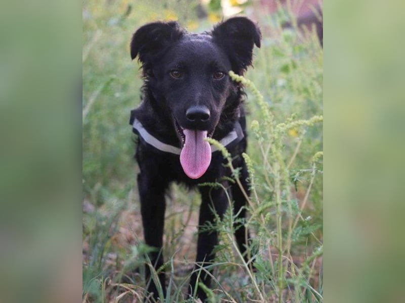 Kroatischer Schäfi-Mix ♥ ODDIE ♥ mit Charme + Liebe + Power