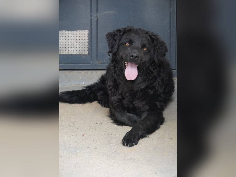 Liebenswerter Retriever-Kroatischer Schäferhund Mischling Lero sucht sein Happy End