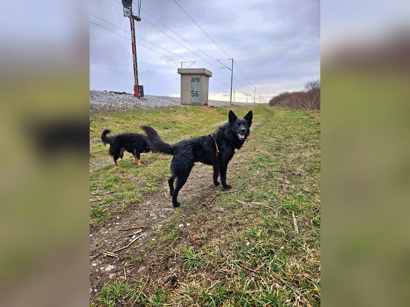 Traumhund Otto sucht sein Körbchen