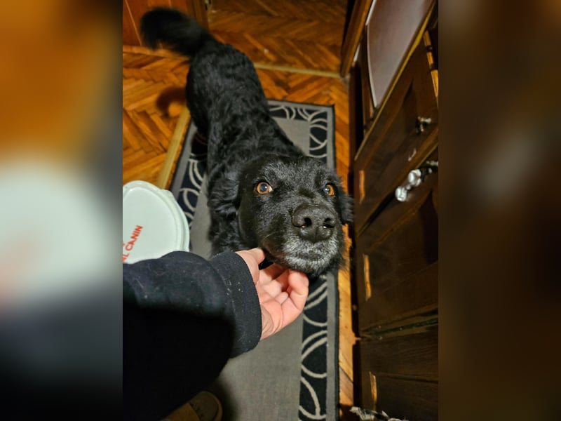 Traumhund Otto sucht sein Körbchen