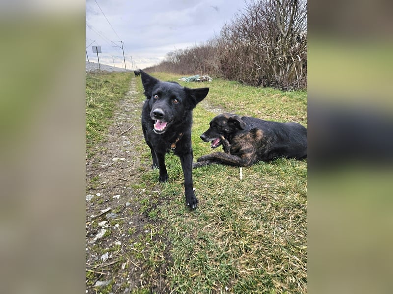 Traumhund Otto sucht sein Körbchen