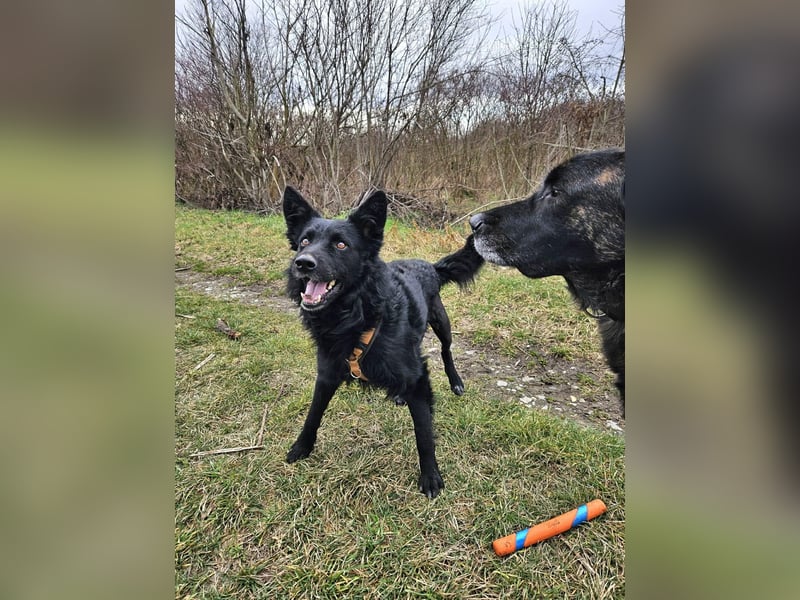 Traumhund Otto sucht sein Körbchen