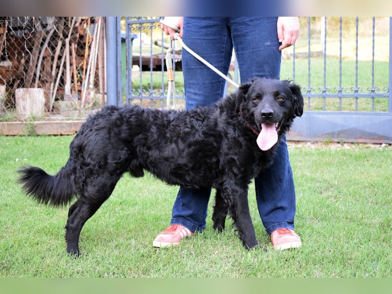 Liebenswerter Retriever-Kroatischer Schäferhund Mischling Lero sucht sein Happy End