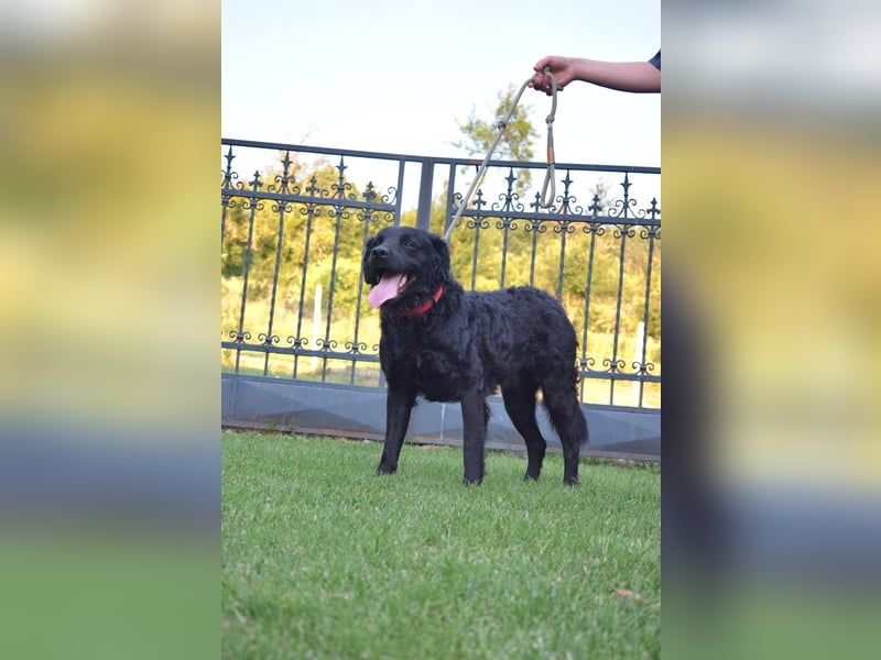Liebenswerter Retriever-Kroatischer Schäferhund Mischling Lero sucht sein Happy End