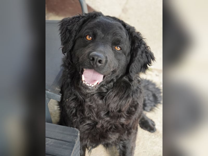 Liebenswerter Retriever-Kroatischer Schäferhund Mischling Lero sucht sein Happy End