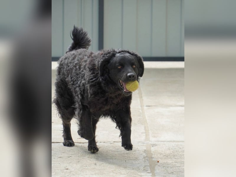 Liebenswerter Retriever-Kroatischer Schäferhund Mischling Lero sucht sein Happy End