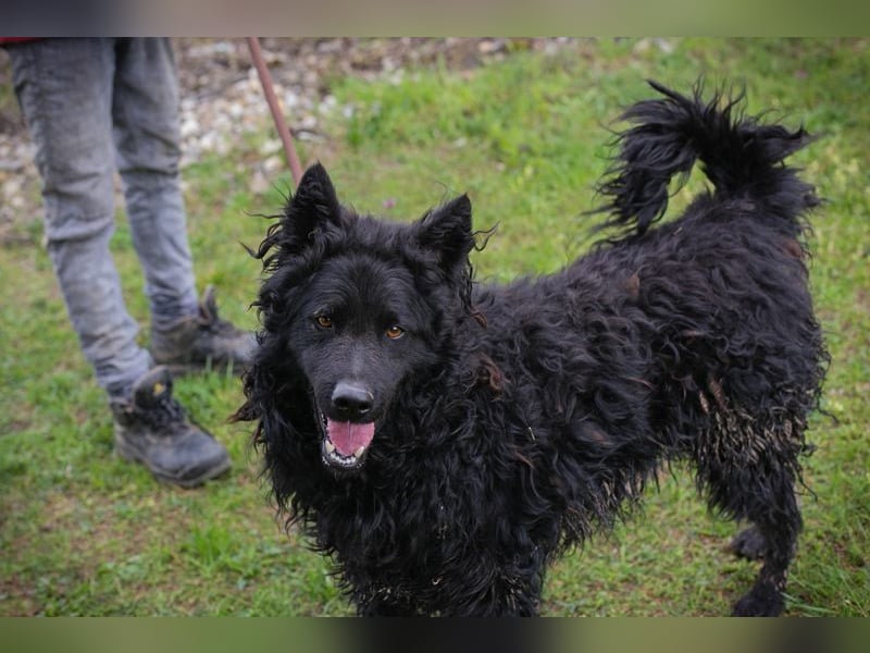 NERO - ich bin verspielt, mag Menschen und Artgenossen und suche ein tolles Zuhause