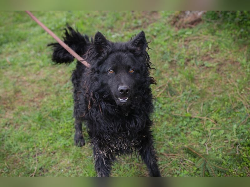 NERO - ich bin verspielt, mag Menschen und Artgenossen und suche ein tolles Zuhause