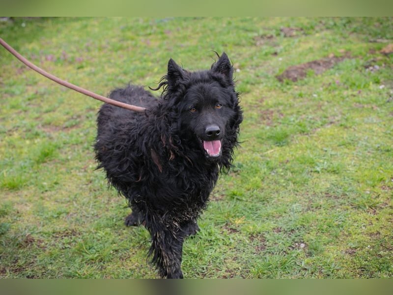 NERO - ich bin verspielt, mag Menschen und Artgenossen und suche ein tolles Zuhause