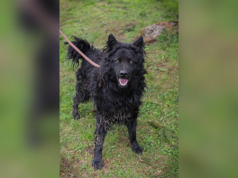 NERO - ich bin verspielt, mag Menschen und Artgenossen und suche ein tolles Zuhause