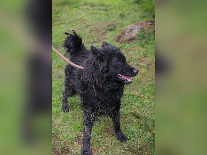 NERO - ich bin verspielt, mag Menschen und Artgenossen und suche ein tolles Zuhause