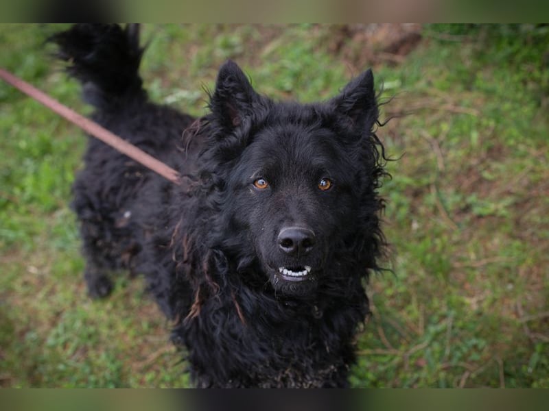 NERO - ich bin verspielt, mag Menschen und Artgenossen und suche ein tolles Zuhause