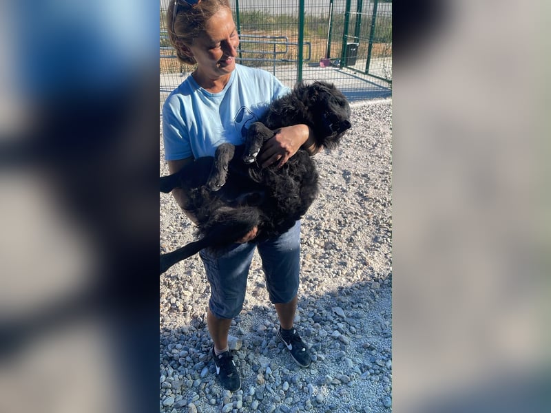 Sportlicher Enzo sucht sein Glück ❤️
