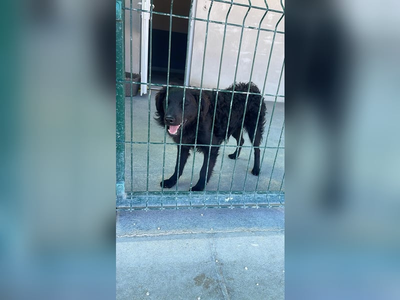 Sportlicher Enzo sucht sein Glück ❤️