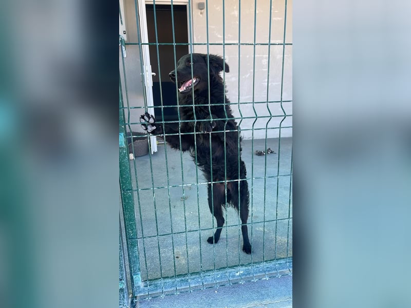 Sportlicher Enzo sucht sein Glück ❤️