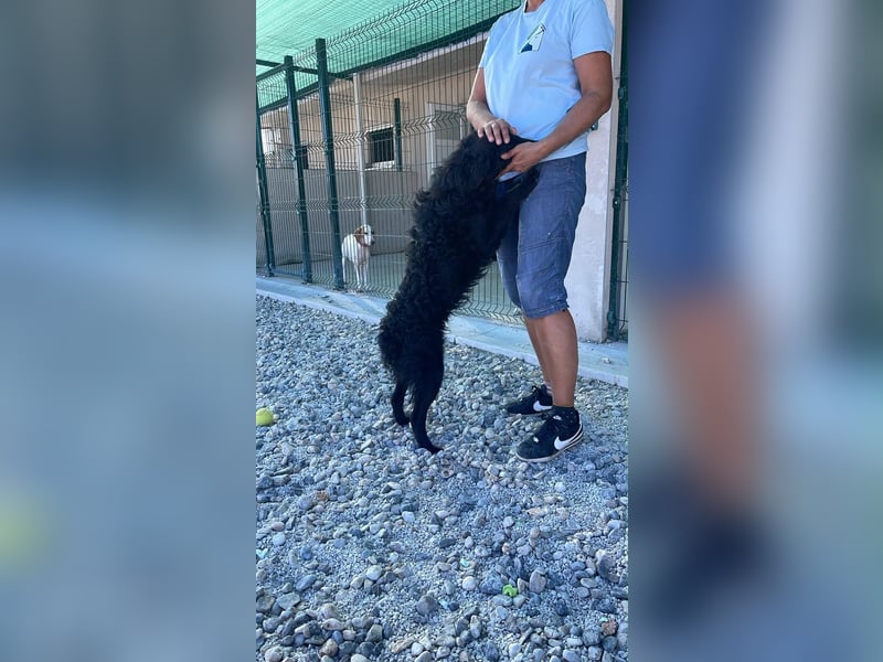 Sportlicher Enzo sucht sein Glück ❤️