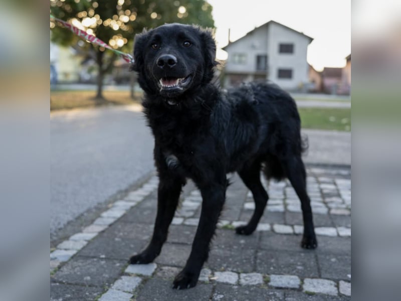 Gustav will lernen und rennen