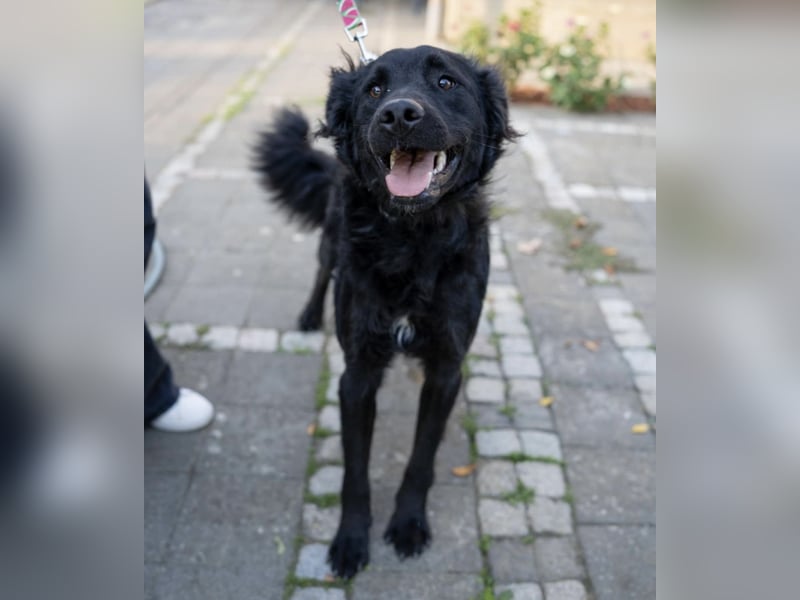 Gustav will lernen und rennen