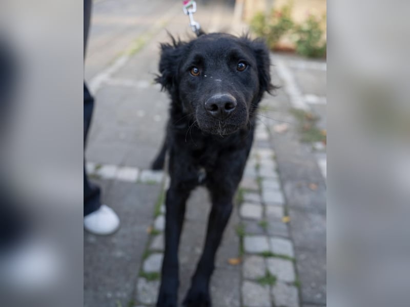 Gustav will lernen und rennen