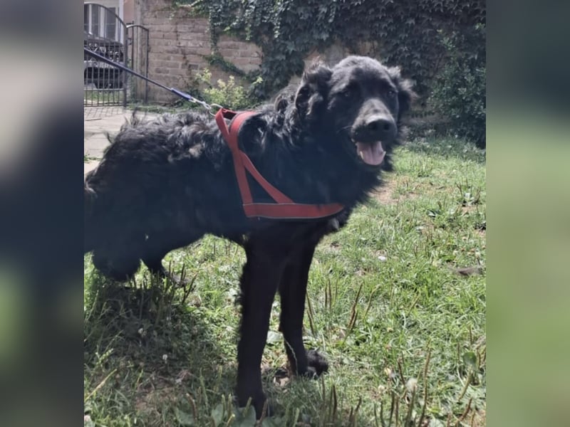 Gustav will lernen und rennen