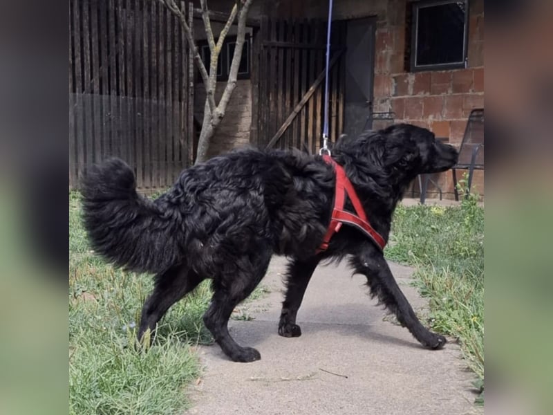 Gustav will lernen und rennen