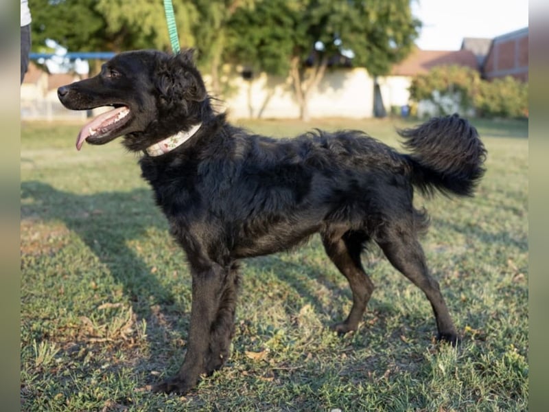 Gustav will lernen und rennen